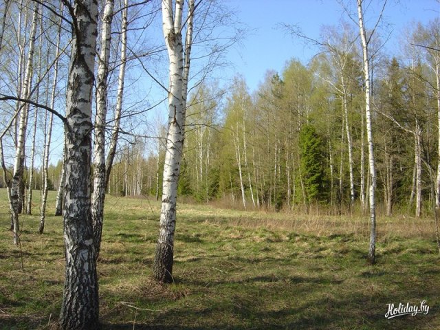 Смешанный лес с преобладанием березы на болоте