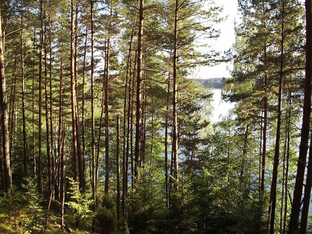 Лес над озером Глубля