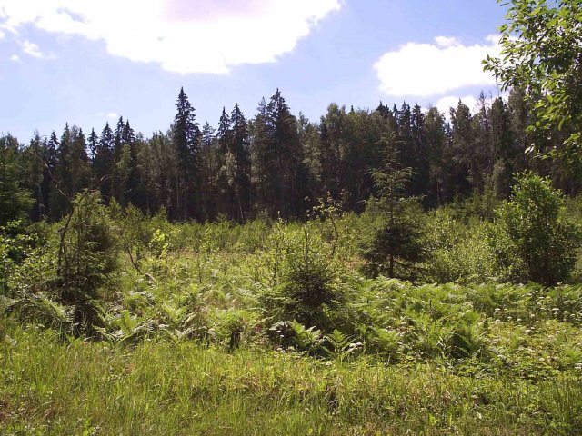 Лес у поселка Боровка