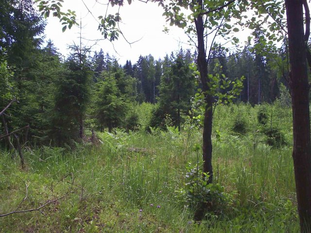 Лес на окраине поселка Боровка