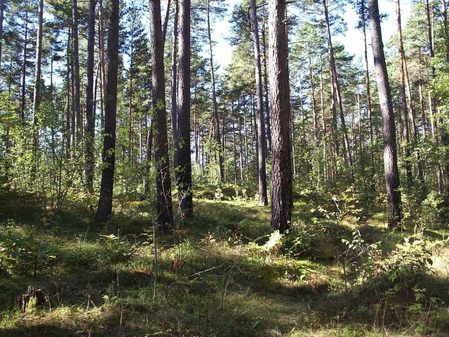Нарочанский лес на берегу возле поселка Боровые