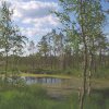 Экологическая тропа подходит вплотную к Домжерицкому болоту