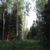 Браславский лес у Богданово