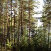 Лес над озером Глубля