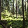 Лес на юге Полоцкого района